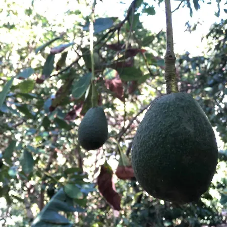 Casa Camino Tamadaba Ii Apartment Agaete (Gran Canaria)