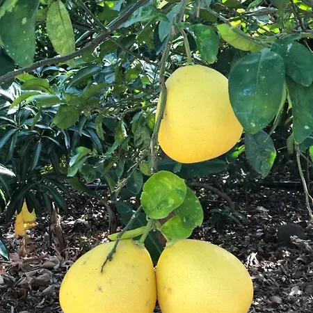 Casa Camino Tamadaba Ii Agaete (Gran Canaria)