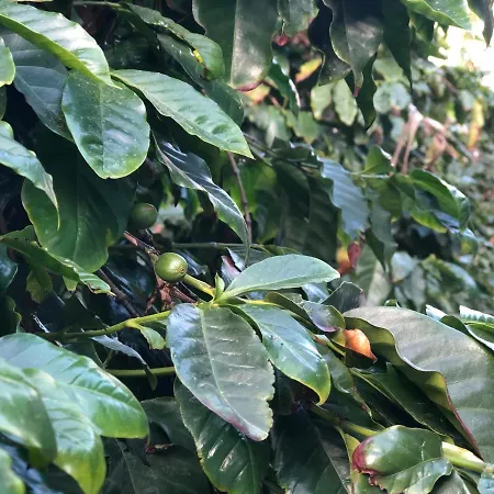 Casa Camino Tamadaba Ii * Agaete (Gran Canaria)