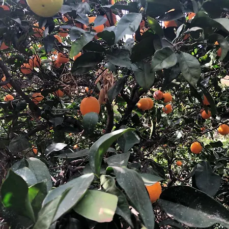 Casa Camino Tamadaba Ii Apartment Agaete (Gran Canaria)