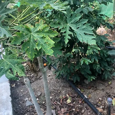 Apartment Casa Camino Tamadaba Ii *