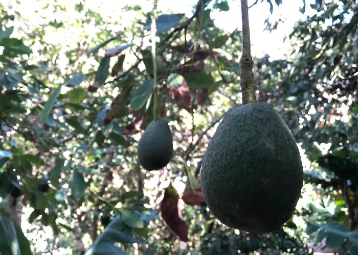 Casa Camino Tamadaba Ii 公寓 阿格特