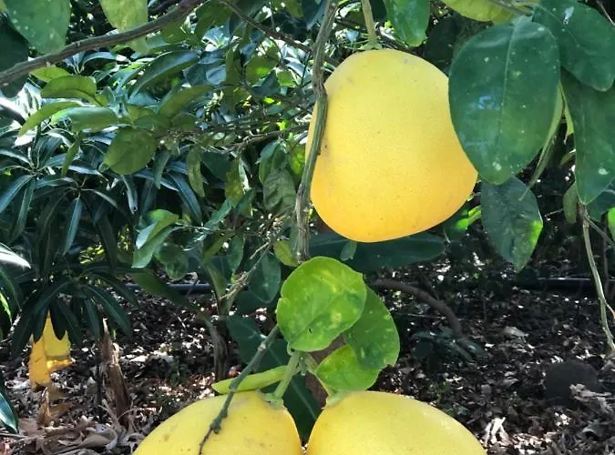 Casa Camino Tamadaba Ii 阿格特