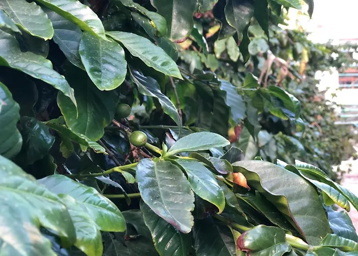 Casa Camino Tamadaba Ii * 阿格特