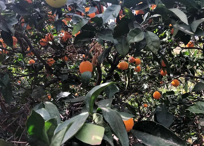 Casa Camino Tamadaba Ii 公寓 阿格特