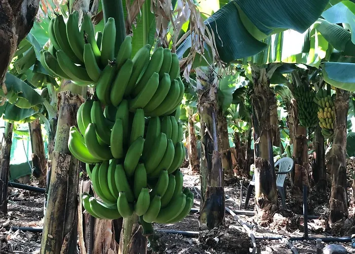 Casa Camino Tamadaba Ii *