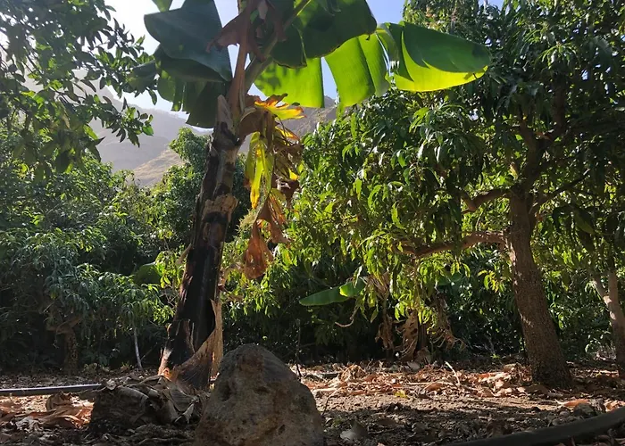 Casa Camino Tamadaba Ii 公寓