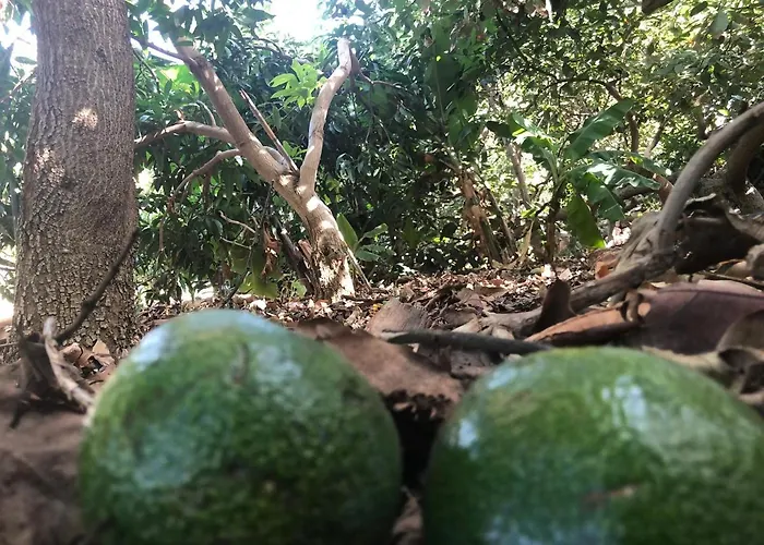 公寓 Casa Camino Tamadaba Ii 阿格特